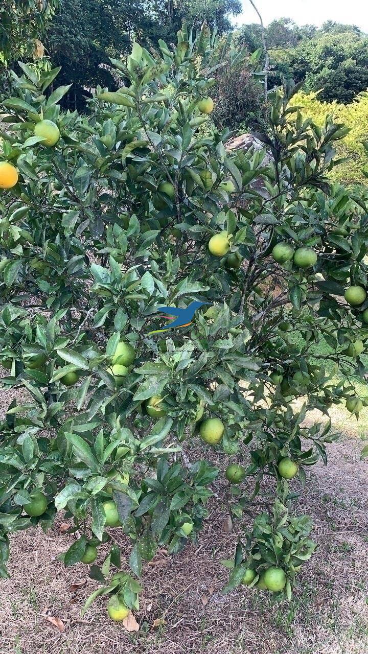 Fazenda à venda com 3 quartos, 300m² - Foto 22