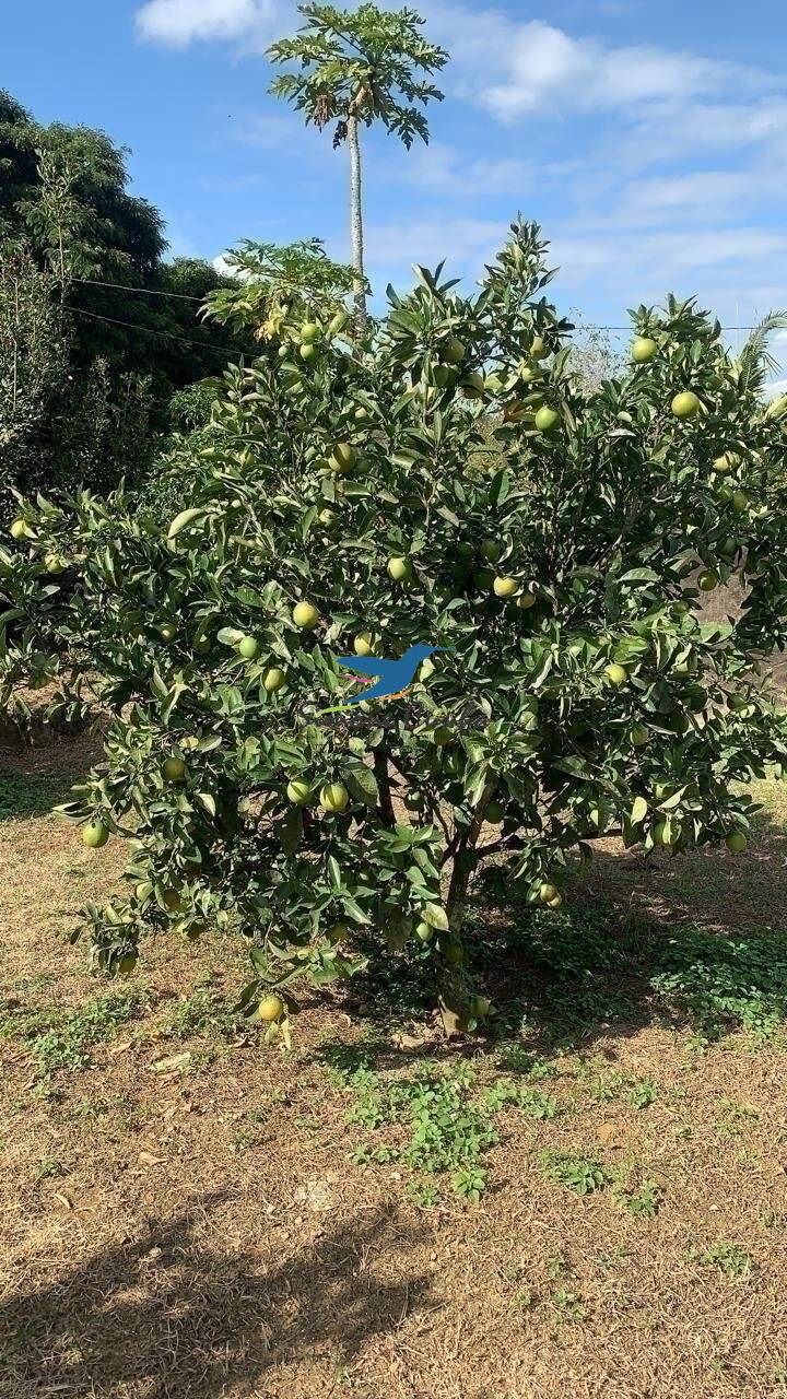 Fazenda à venda com 3 quartos, 300m² - Foto 18