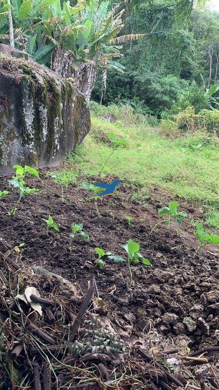 Fazenda à venda com 3 quartos, 300m² - Foto 21