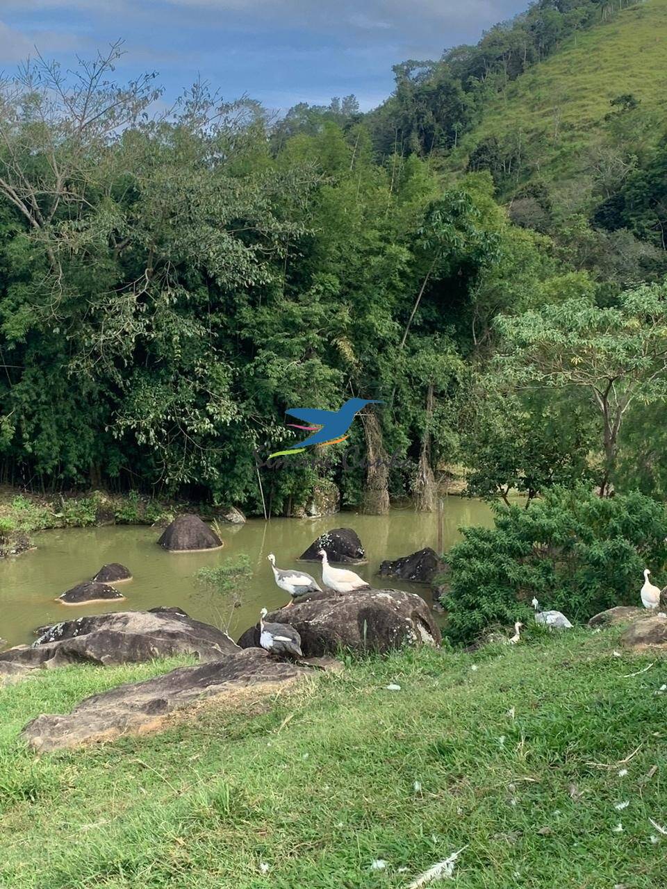 Fazenda à venda com 3 quartos, 300m² - Foto 39